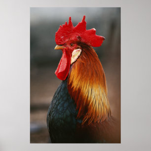 Poster Coq domestique de basse-cour