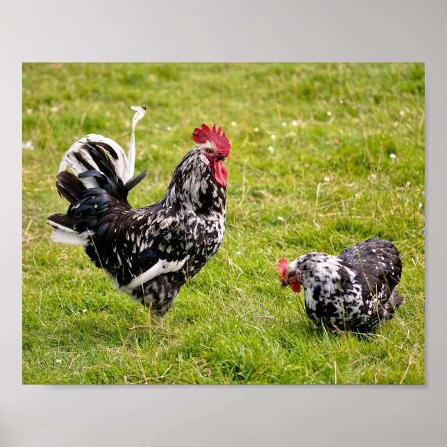 Poster Coq et poule sur herbe (Devant)