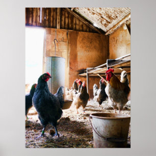 Poster Coq et poules à l'intérieur de la grange