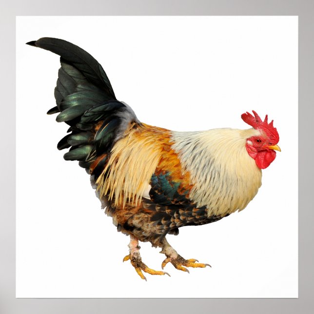 Poster Coq isolé (Devant)