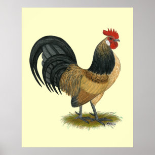 Poster Coq nain néerlandais :  Coq bleu de cailles