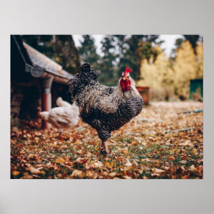 Poster Coq noir et blanc avec deux poules dans la nature