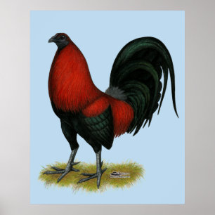 Poster Coq Rouge Noir BB Américain