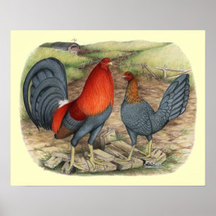 Poster Coqs américains bleus rouges