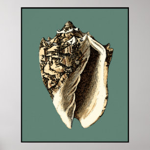 Poster Coque conique turquoise