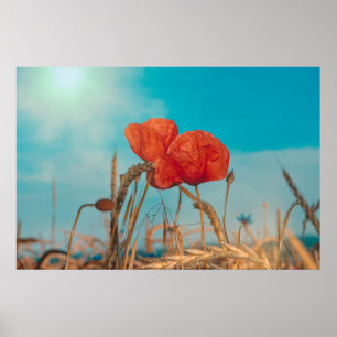 Poster Coquelicot  -