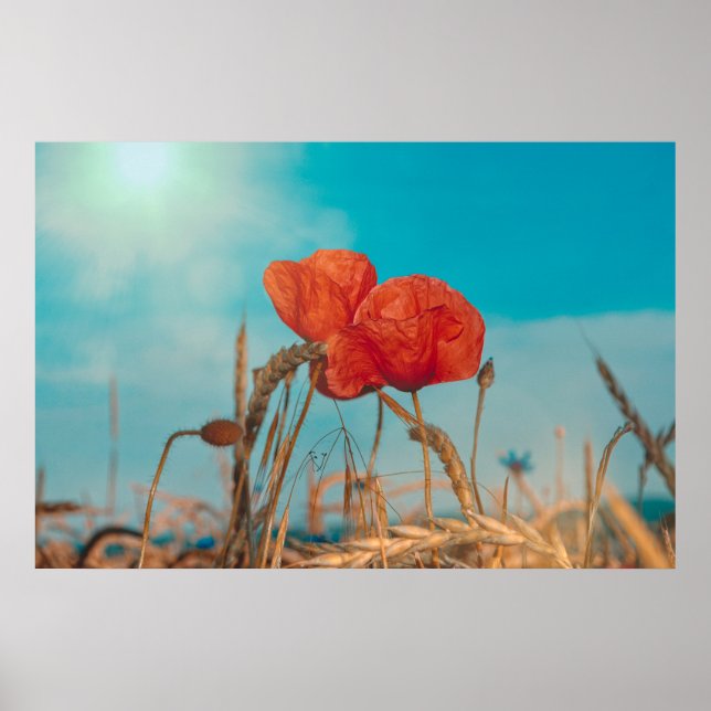 Poster Coquelicot  - (Devant)