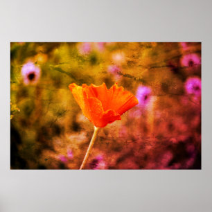 Poster Coquelicot de chiffon orange et mur