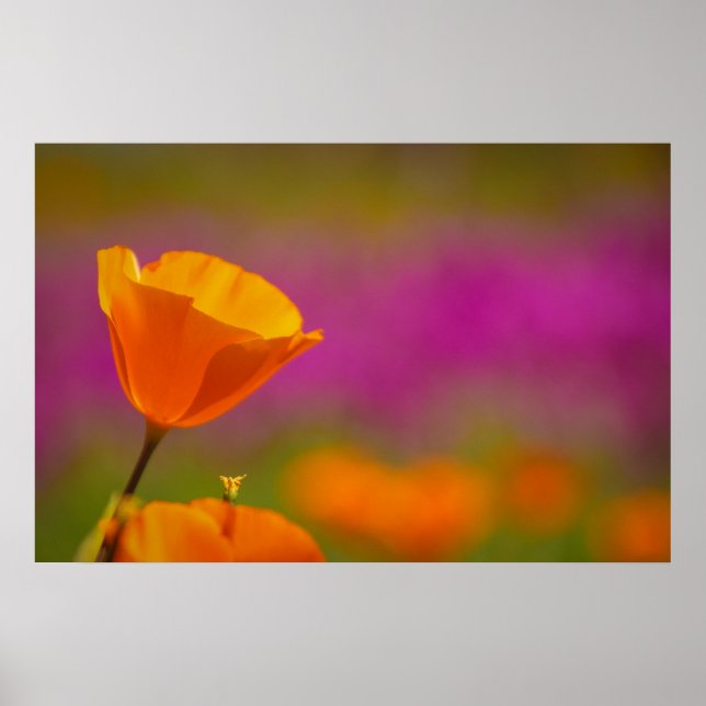 Poster coquelicot et rose (Devant)