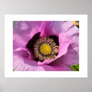 Poster Coquelicot et un insecte