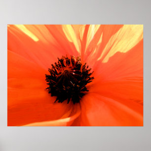 Poster Coquelicot orange