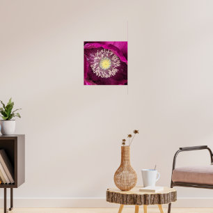 Poster Coquelicot Oriental Fleural Rose Foncé