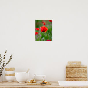 Poster Coquelicot rouge vibrant dans une prairie de fleur