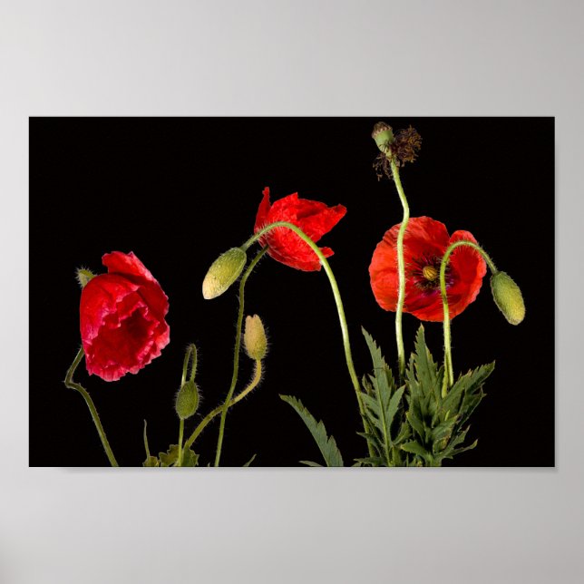 Poster Coquelicots rouges vibrants sur fond noir (Devant)