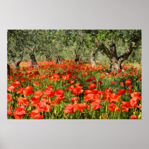 Poster Coquelicots sous de vieux oliviers