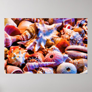 Poster Coques 1 Alt