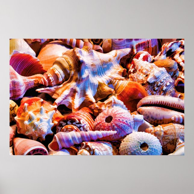 Poster Coques 1 Alt (Devant)