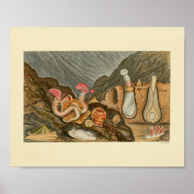 Poster Coques de mer Tubes de marine Couleur Art Imprimer (Devant)