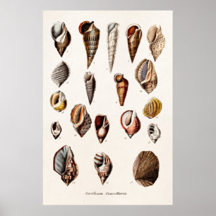 Poster Coques de mer vintage Personnalisé Retro Auger She