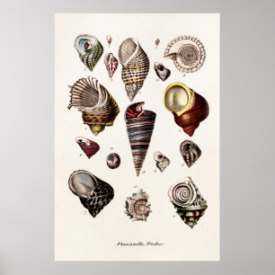 Poster Coques de mer vintage Personnalisé Retro Auger She