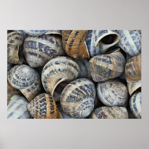 Poster Coques de physe