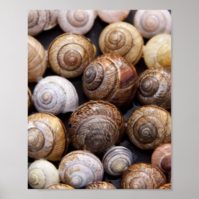 Poster Coques des escargots (Devant)