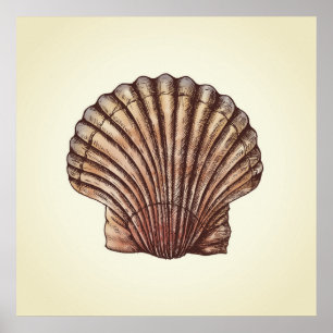 Poster Coquillage
