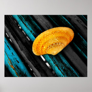 Poster coquillage