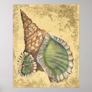 Poster Coquillage Brown et vert