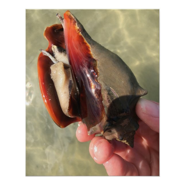 Poster Coquillage de cône vivant (Devant)