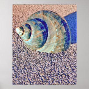 Poster Coquillage de Welk de mer