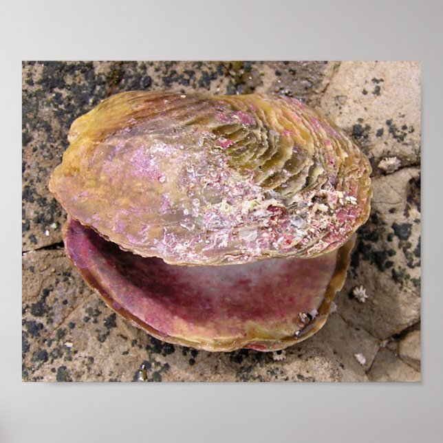 Poster Coquillage en bord de mer (Devant)