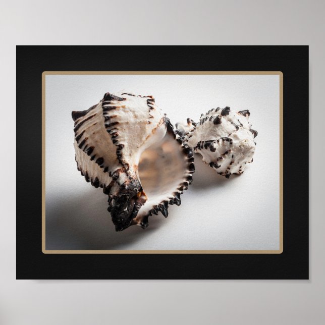 Poster Coquillage noir et blanc Tropical Printable Art (Devant)