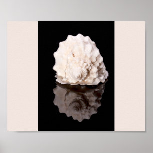 Poster Coquillage noir et blanc Tropical Printable Art