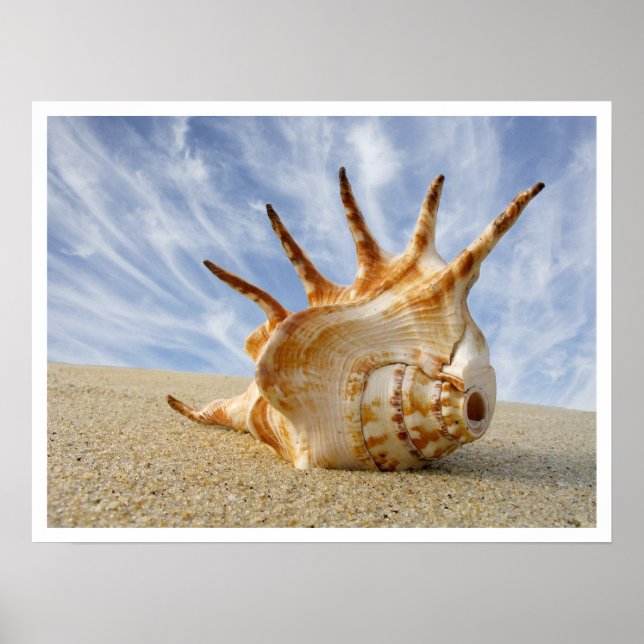 Poster Coquillage Spider Conch sur sable de plage (Devant)