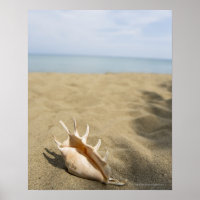 Coquillage sur la plage de sable