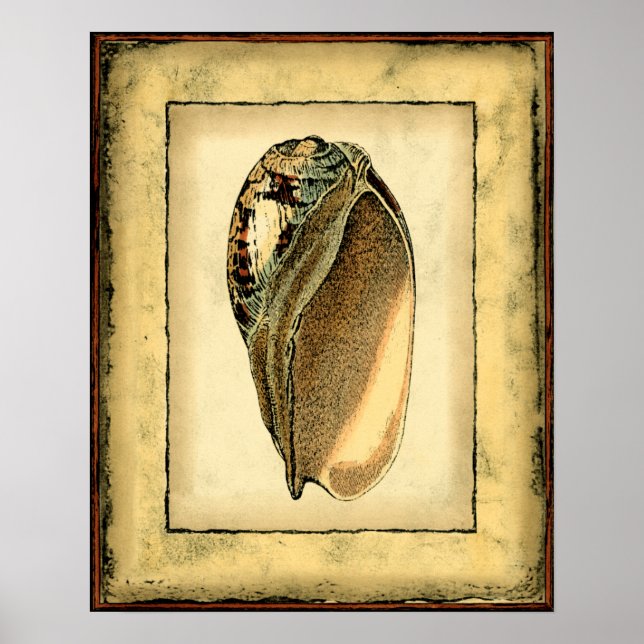 Poster Coquillage Vintage rustique (Devant)