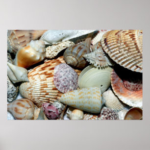 Poster coquillages