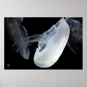 Poster Coquillages blancs
