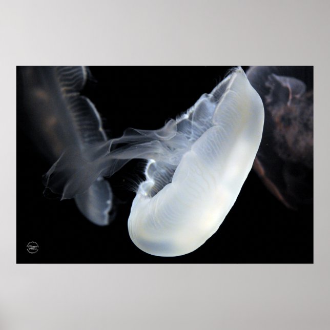 Poster Coquillages blancs (Devant)