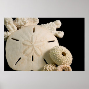 Poster Coquillages Blancs Et Dollar De Sable