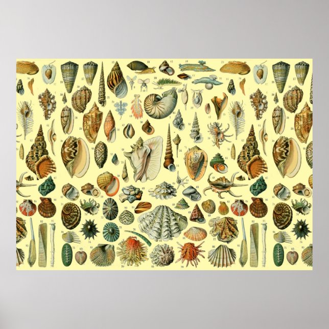 Poster Coquillages de coquillages Mollusk Clam Élégant Ar (Devant)