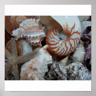 Poster Coquillages de Floride