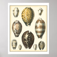 Coquillages De Forme Unique