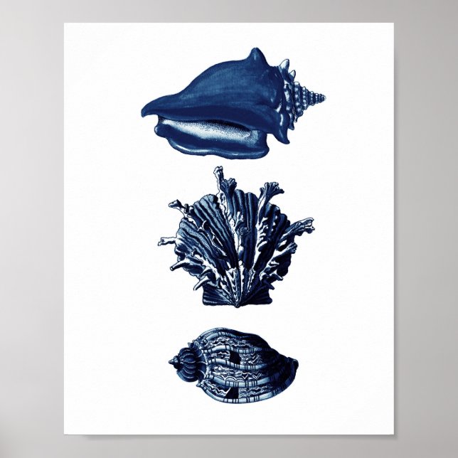 Poster Coquillages Décor bleu marine (Devant)