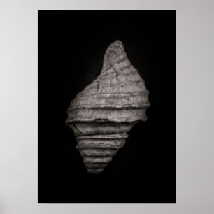 Poster Coquillages N°10