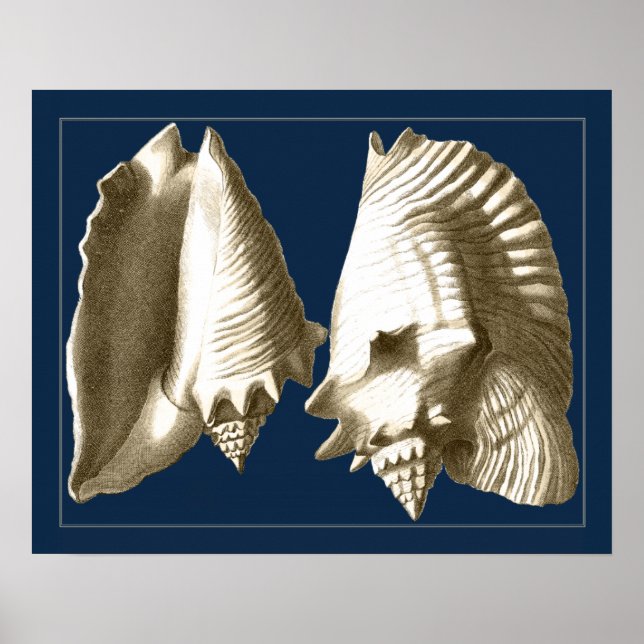 Poster Coquillages Sepia Conch (Devant)