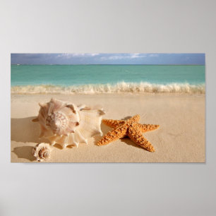 Poster Coquillages sur l'affiche de la plage