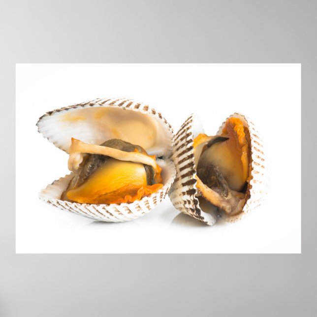 Poster Coquille (Devant)