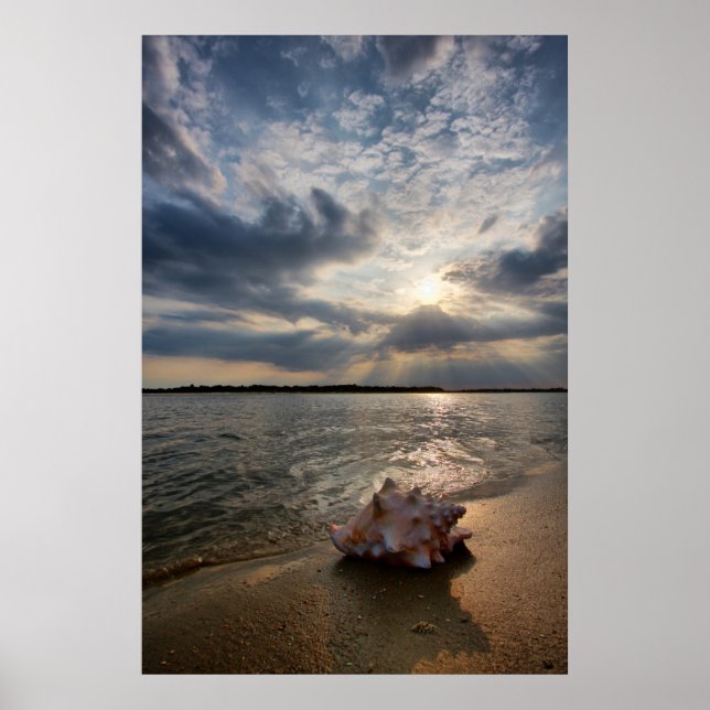 Poster Coquille De Conche À La Plage | St. Augustine, Fl (Devant)
